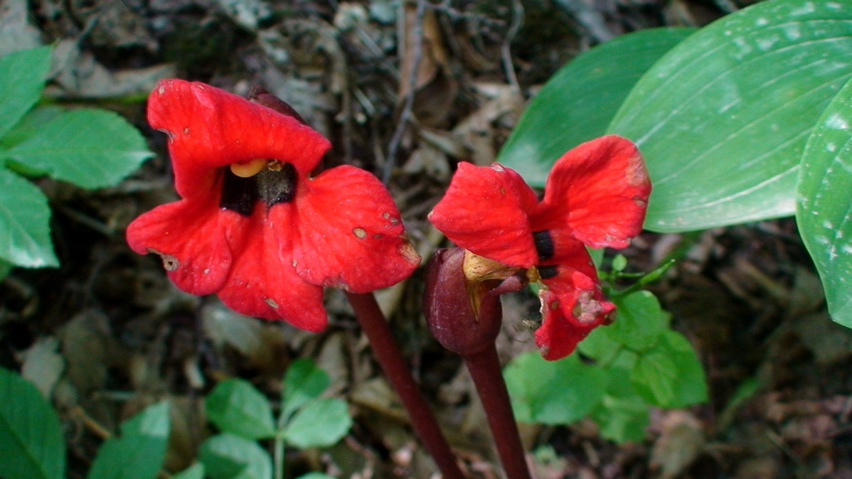 Изображение особи Phelypaea coccinea.