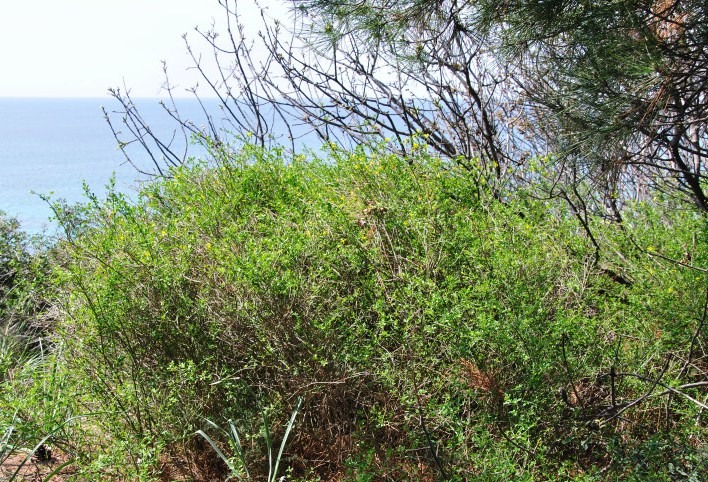 Image of Jasminum fruticans specimen.