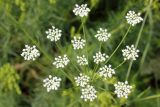 Oedibasis platycarpa