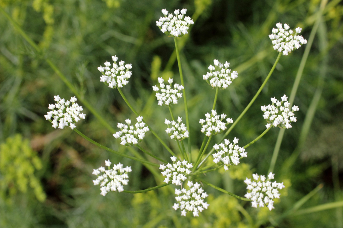 Изображение особи Oedibasis platycarpa.