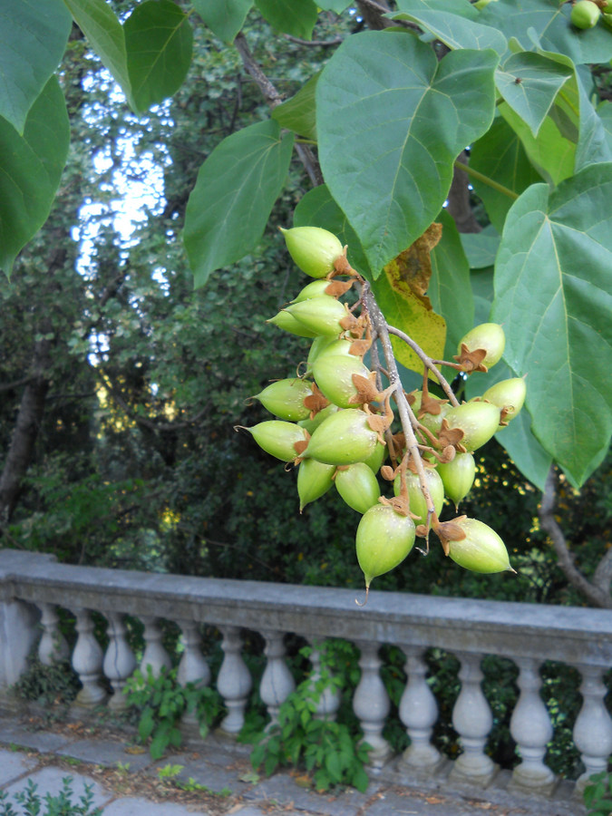 Image of Paulownia tomentosa specimen.
