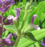 Salvia viridis