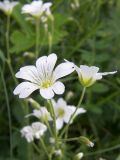 Cerastium arvense