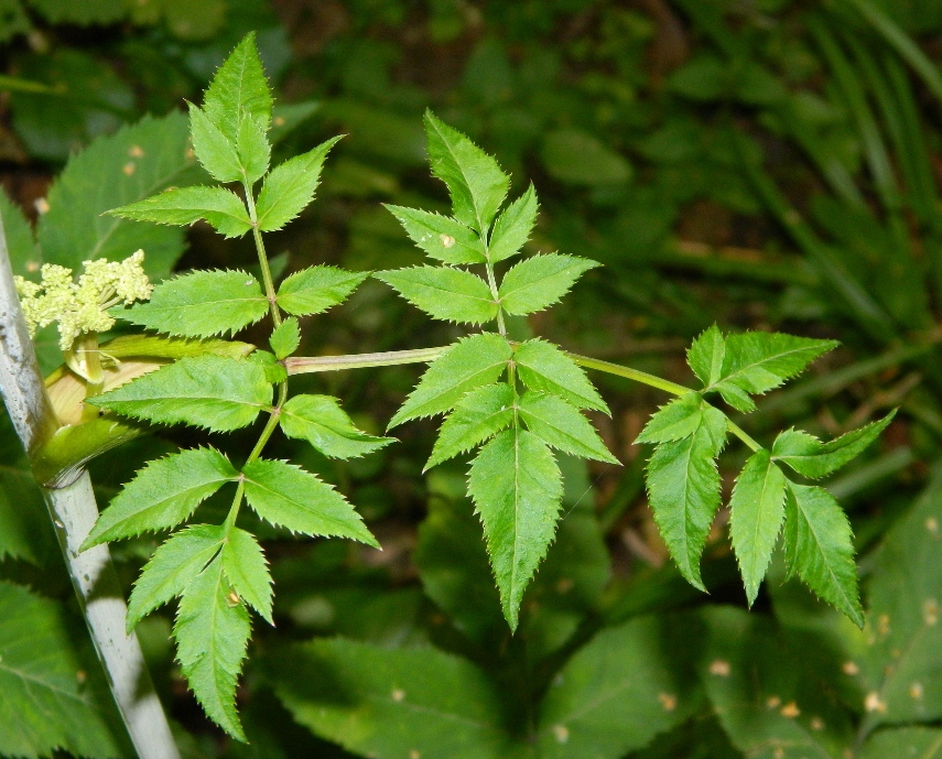 Изображение особи Angelica sylvestris.