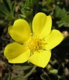 Potentilla incana