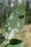Salix myrsinifolia