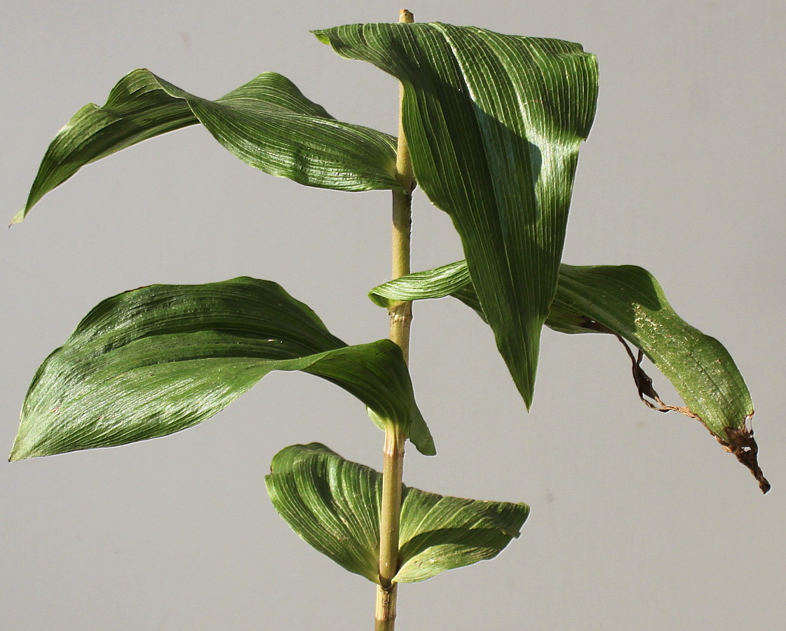 Image of Epipactis helleborine specimen.