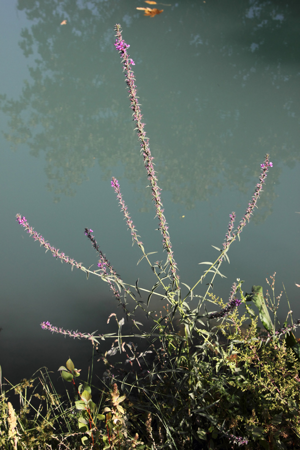Image of Lythrum salicaria specimen.