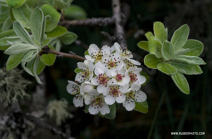 Изображение особи Pyrus elaeagrifolia.