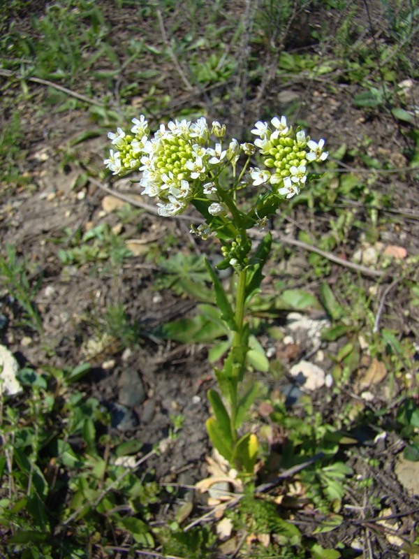 Image of Thlaspi arvense specimen.