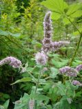 Mentha longifolia
