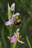 Ophrys apifera. Верхушка соцветия с бутоном и цветком. Испания, Страна Басков, Алаба, окр. сельского поселения Гопеги, просёлочная дорога в можжевелово-дубовом редколесье. 08.06.2012.