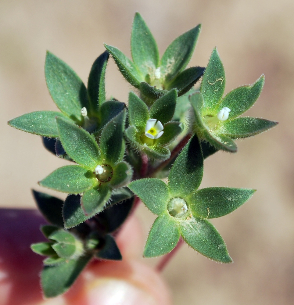 Image of Androsace maxima specimen.