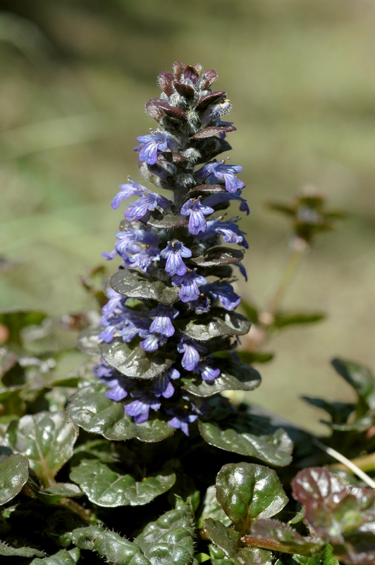 Image of Ajuga reptans specimen.