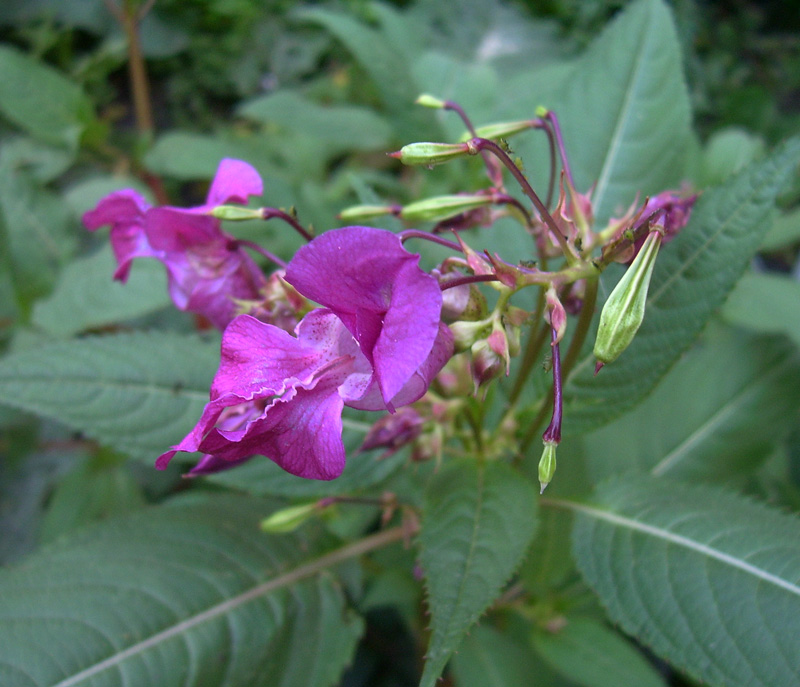 Image of Impatiens glandulifera specimen.