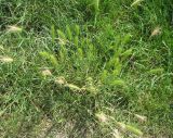 Hordeum leporinum