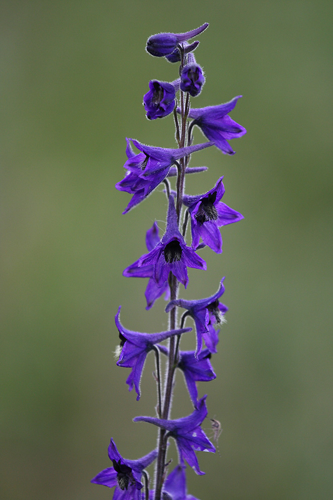 Изображение особи Delphinium crassifolium.