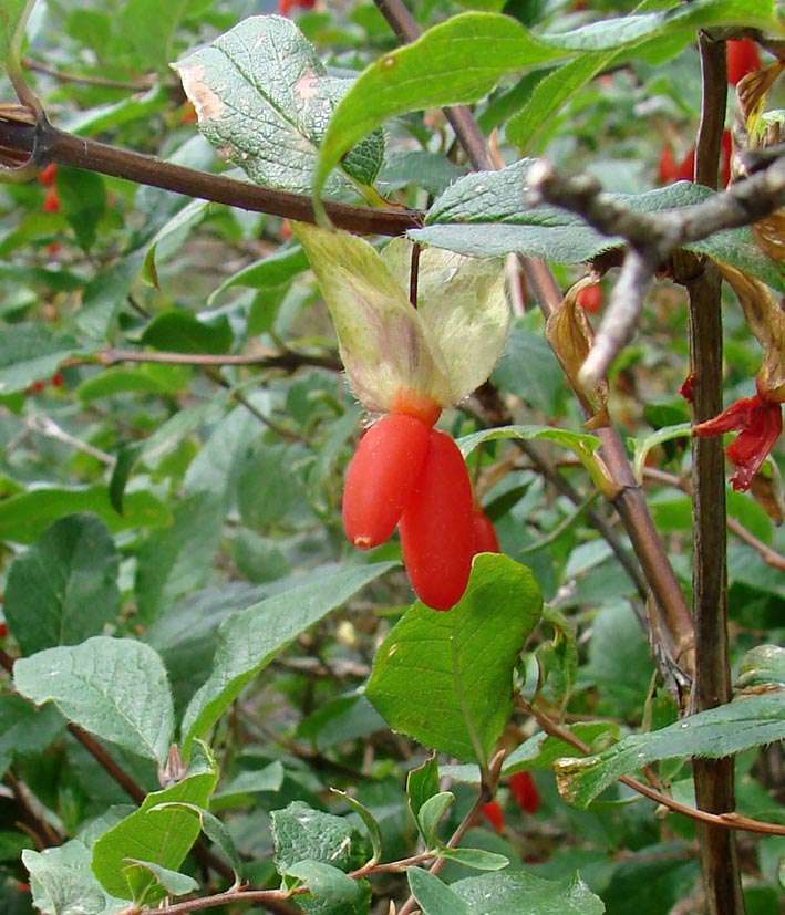 Image of Lonicera hispida specimen.