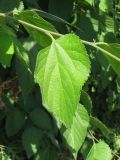 Celtis occidentalis. Лист. Украина, г. Запорожье, о-в Хортица. 19.08.2009.