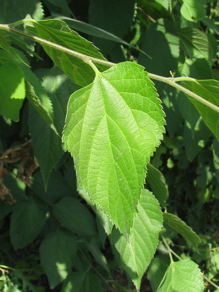 Изображение особи Celtis occidentalis.