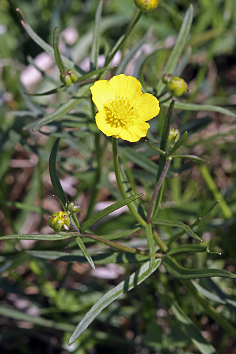 Image of Ranunculus auricomus specimen.