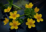 Caltha palustris