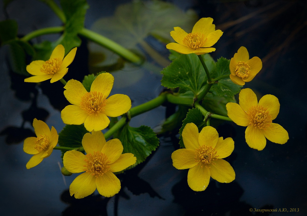 Изображение особи Caltha palustris.