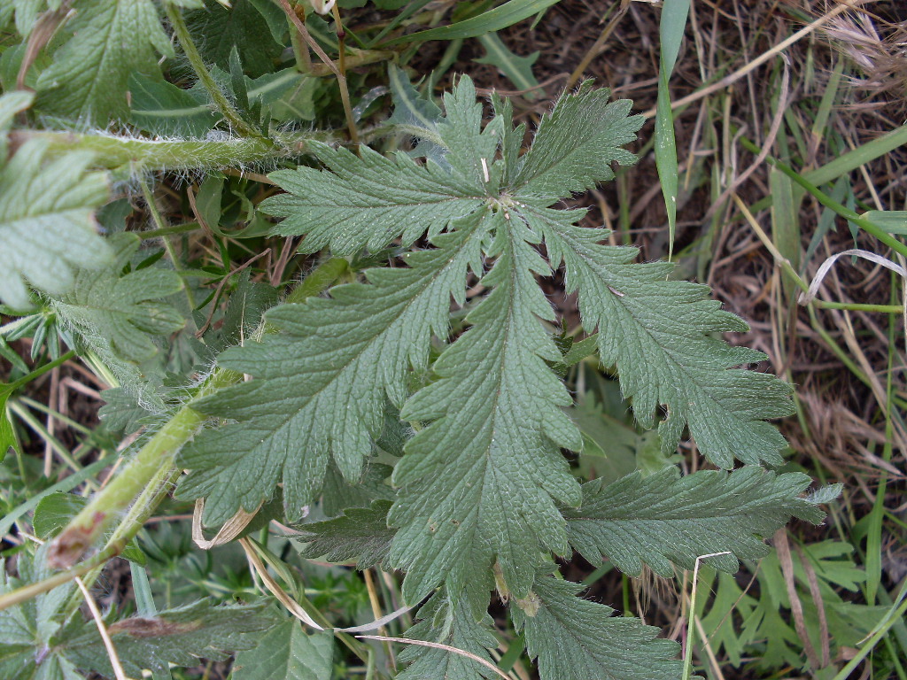 Image of genus Potentilla specimen.