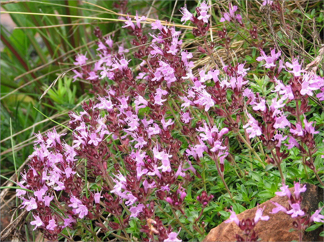 Изображение особи Thymus subarcticus.