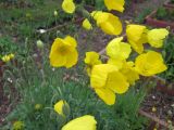 Papaver rubro-aurantiacum