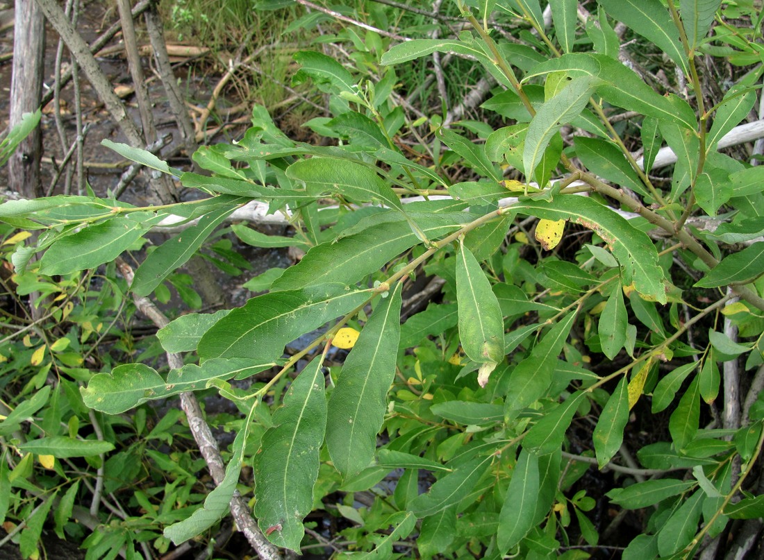 Image of Salix cinerea specimen.