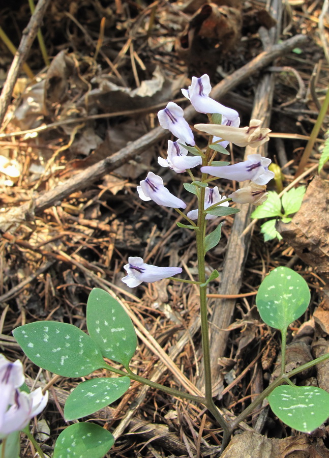 Изображение особи Corydalis repens.