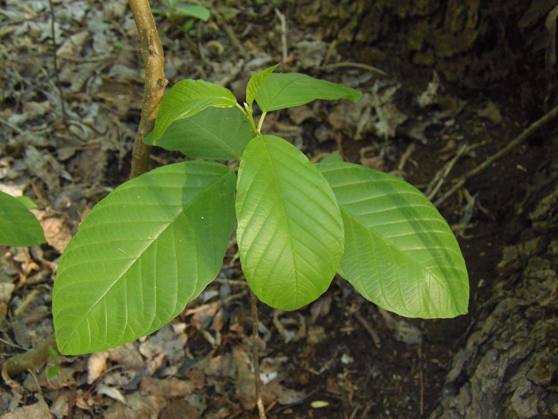 Изображение особи Frangula alnus.