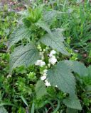 Lamium album
