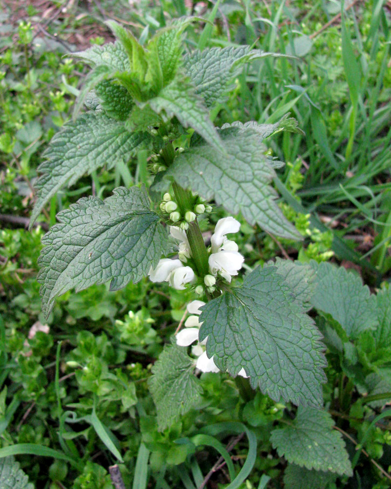 Image of Lamium album specimen.