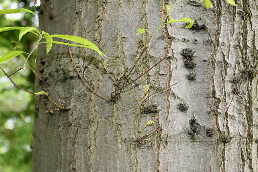 Изображение особи Quercus phellos.