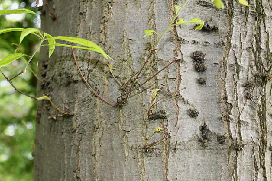 Image of Quercus phellos specimen.