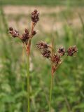 Luzula multiflora