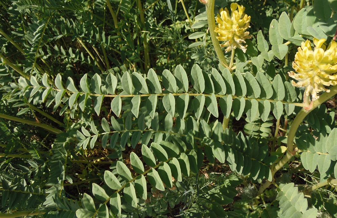 Image of Astragalus ponticus specimen.