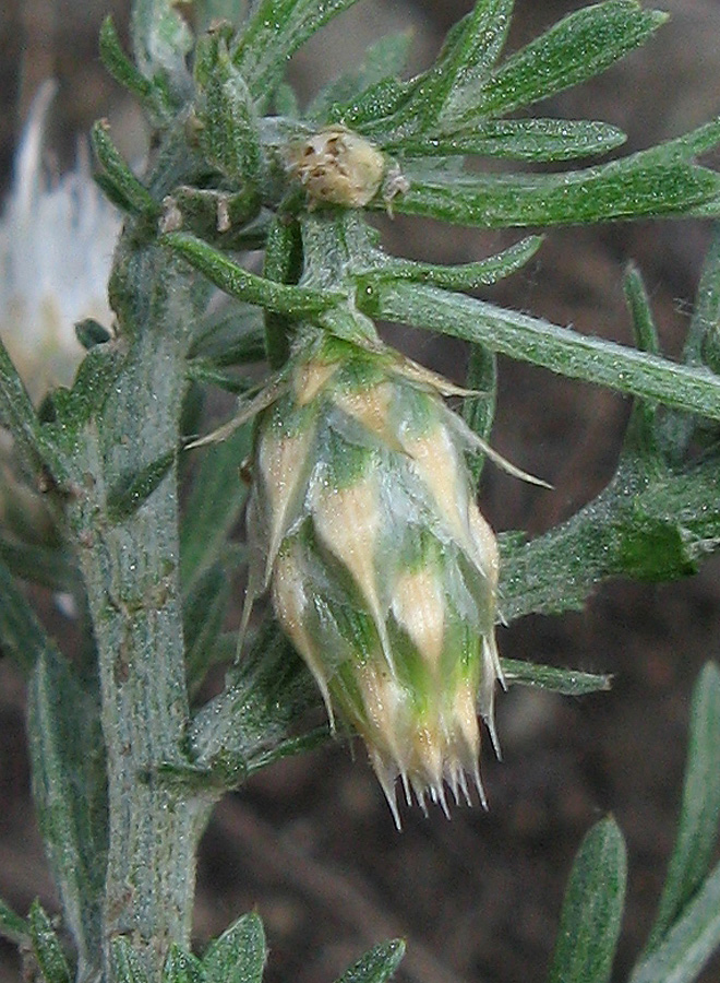 Изображение особи Centaurea sterilis.