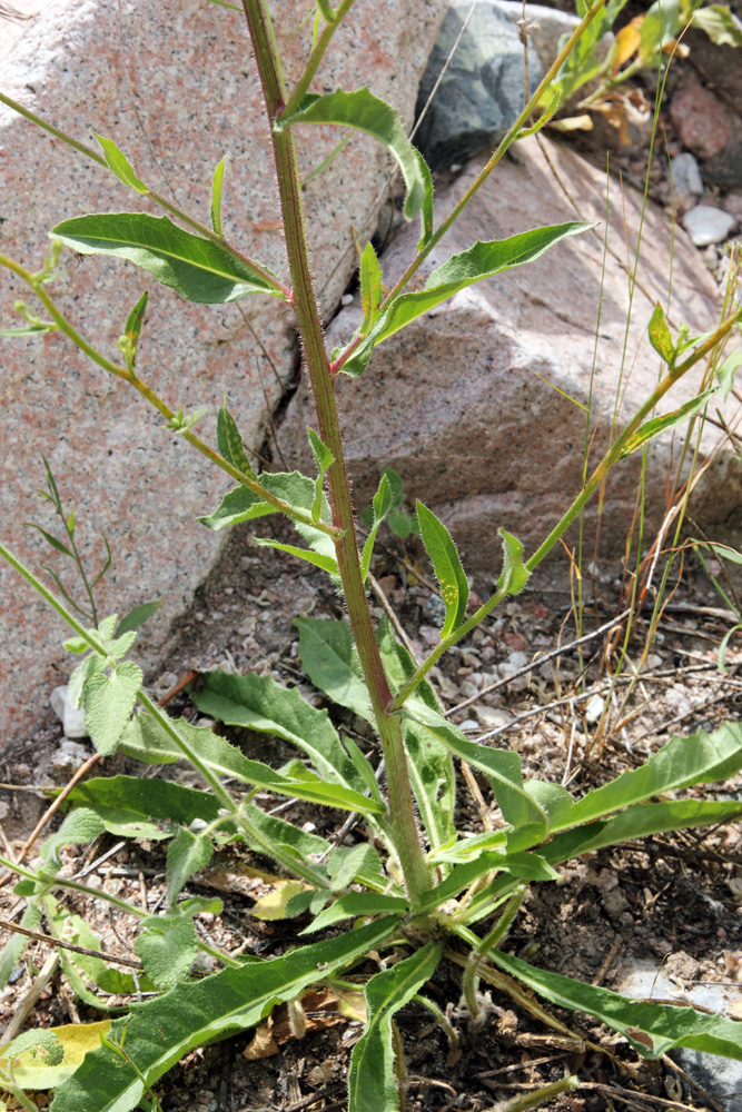 Image of Picris nuristanica specimen.