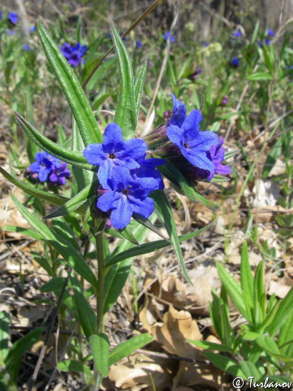 Изображение особи Aegonychon purpureocaeruleum.