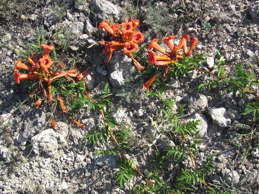 Image of Campsis radicans specimen.