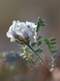 Oxytropis sordida. Соцветие. Мурманская обл., Ловозерские тундры. 28.07.2013.