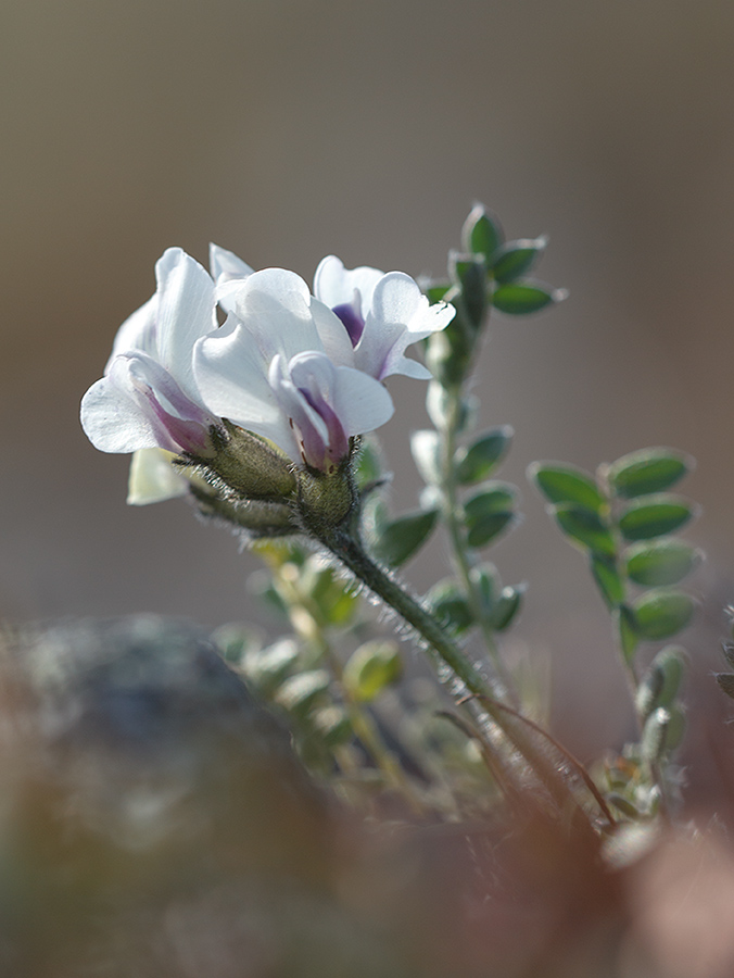 Изображение особи Oxytropis sordida.