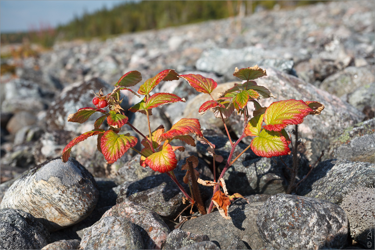 Изображение особи Rubus idaeus.