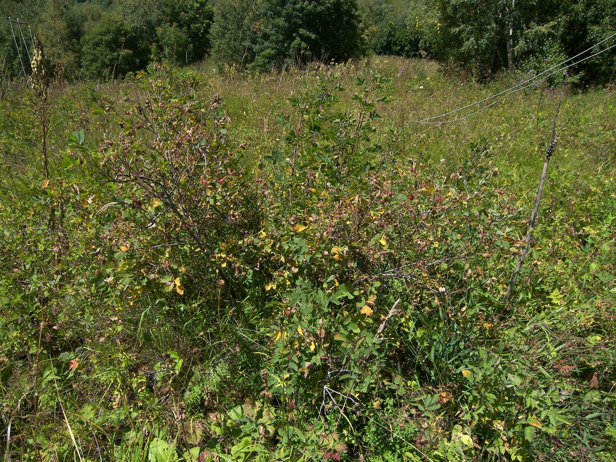 Image of Rosa balcarica specimen.