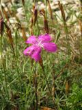 Dianthus acantholimonoides. Цветок. Краснодарский край, окр. г. Геленджик, прибрежная гора, каменистый склон. 07.08.2013.