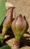 Ipomoea imperati