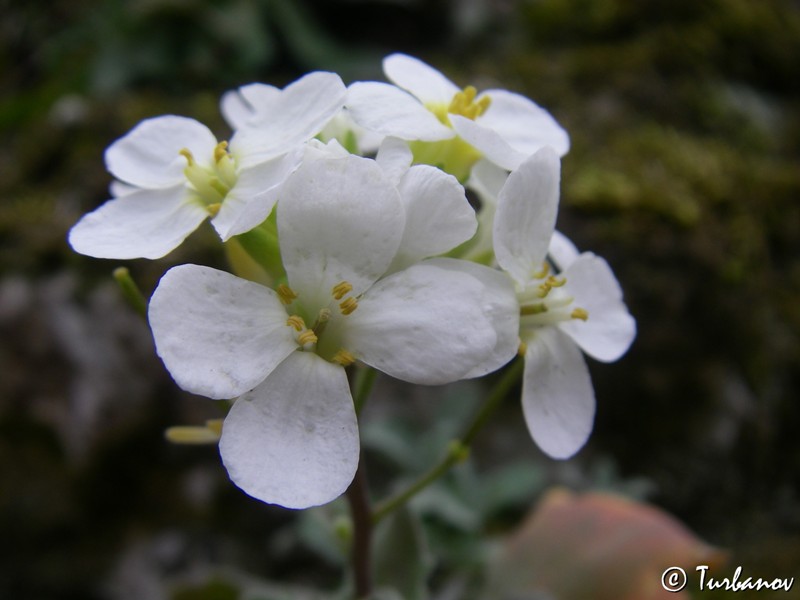 Image of Arabis caucasica specimen.